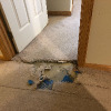 Carpet damage picture